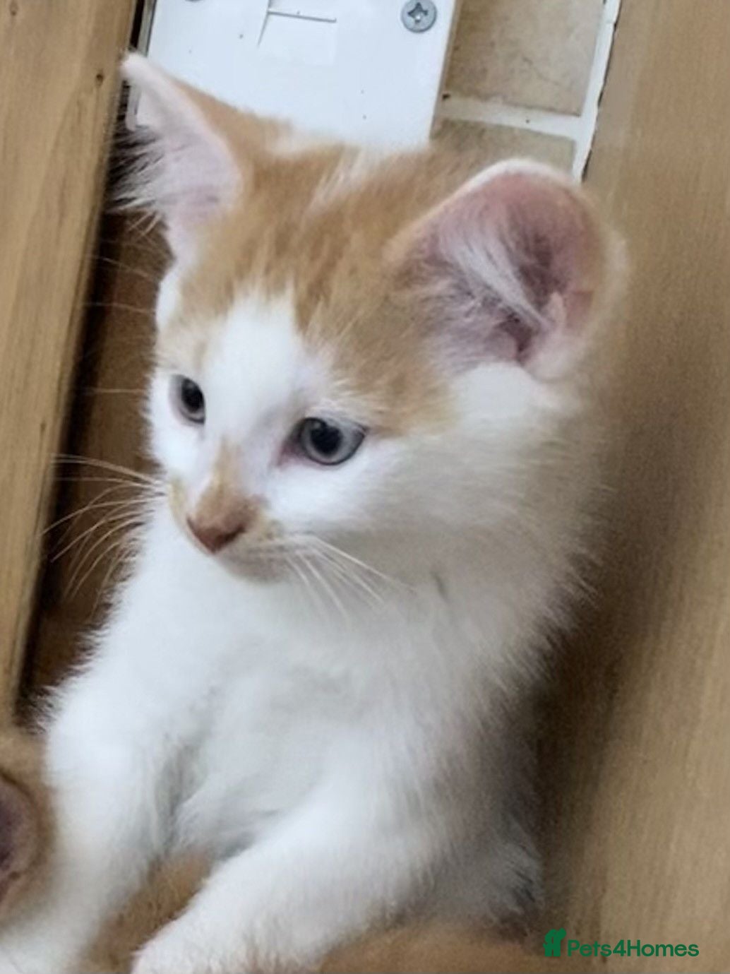 Mixed Breed cats FLUFFY FRIENDLY KITTENS FOR SALE - Advert 8