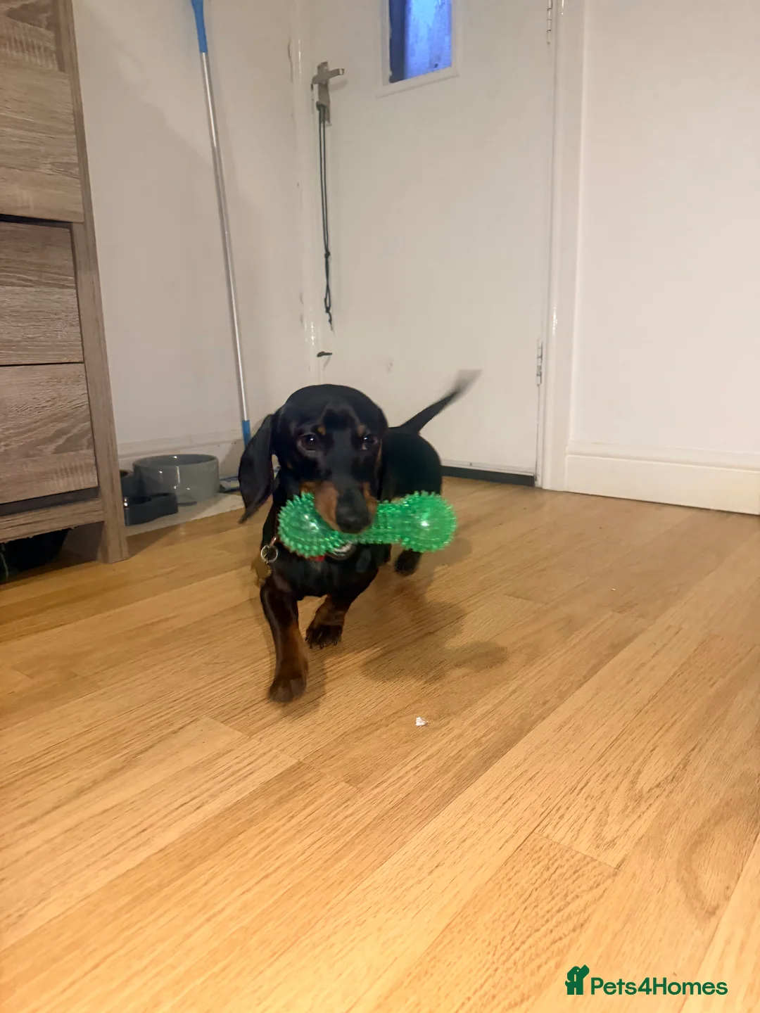 Miniature Dachshund dogs for stud: Healthy Black & Tan Miniature Dachshund for Stud - Advert 5