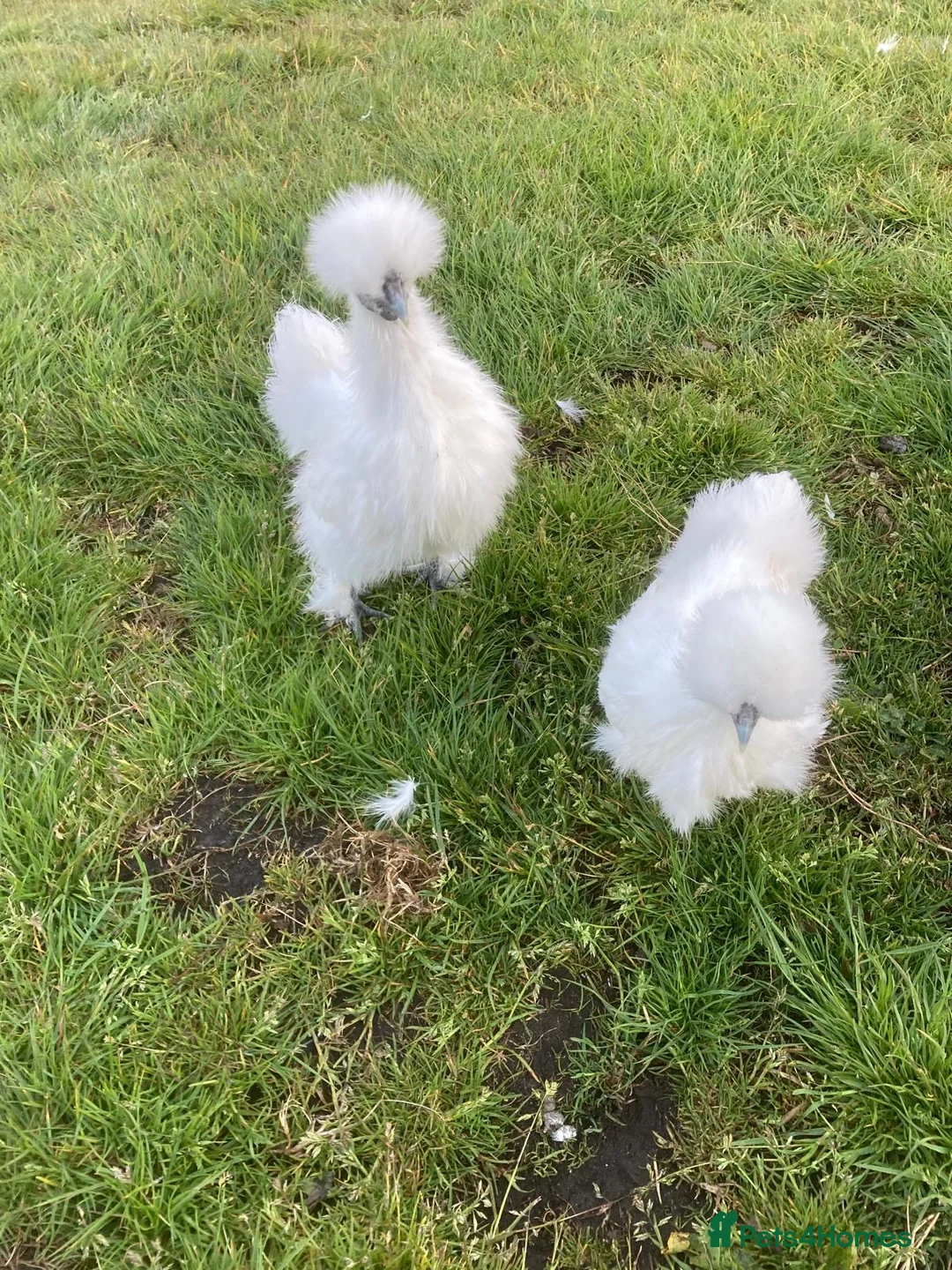 Chickens poultry for sale: White silkies and buff Orpingtons  - Advert 4