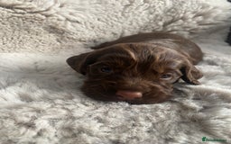 Sprocker dogs for sale: Sprocker puppies  - Advert 10