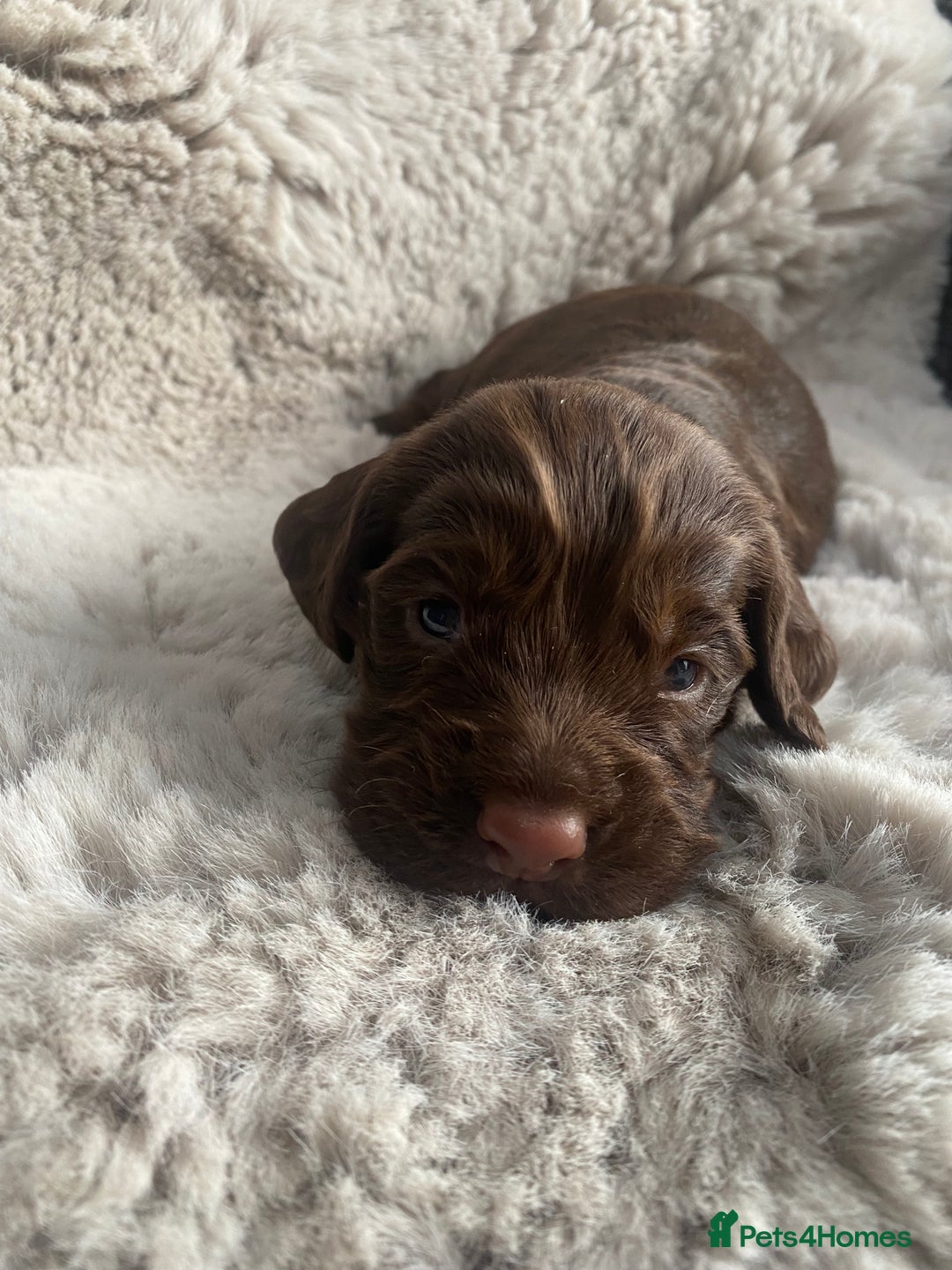 Sprocker dogs for sale: Sprocker puppies  - Advert 10