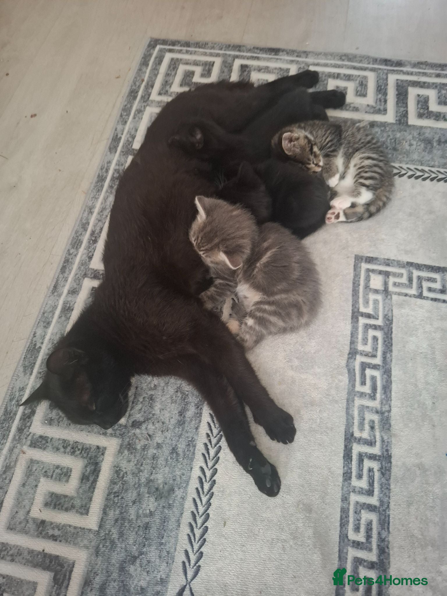 Domestic Shorthair cats Kittens for sale - Advert 12
