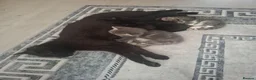 Domestic Shorthair cats for sale: Kittens for sale - Advert 1