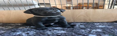 Labrador Retriever Puppy 2