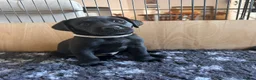 Labrador Retriever dogs for sale: Stunning KC registered Red & Black puppies - Advert 7