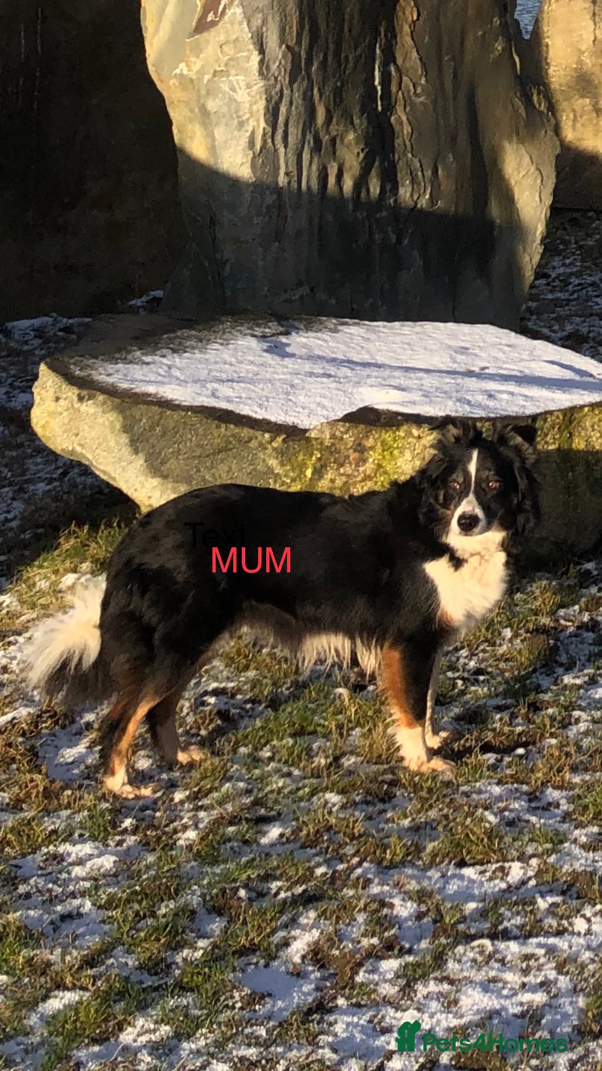 Mixed Breed dogs Border collie x Australian kelpie  - Advert 1