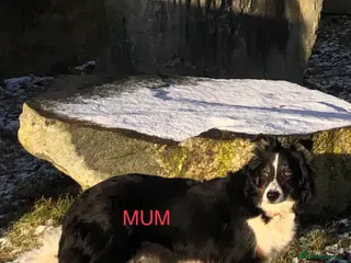 Mixed Breed dogs Border collie x Australian kelpie - Advert 1