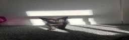 Mixed Breed cats for sale: 2 kittens in Scunthorpe - Advert 3