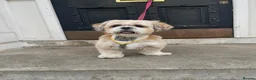 Lhasa Apso dogs for sale: Stormy  in London - Advert 25