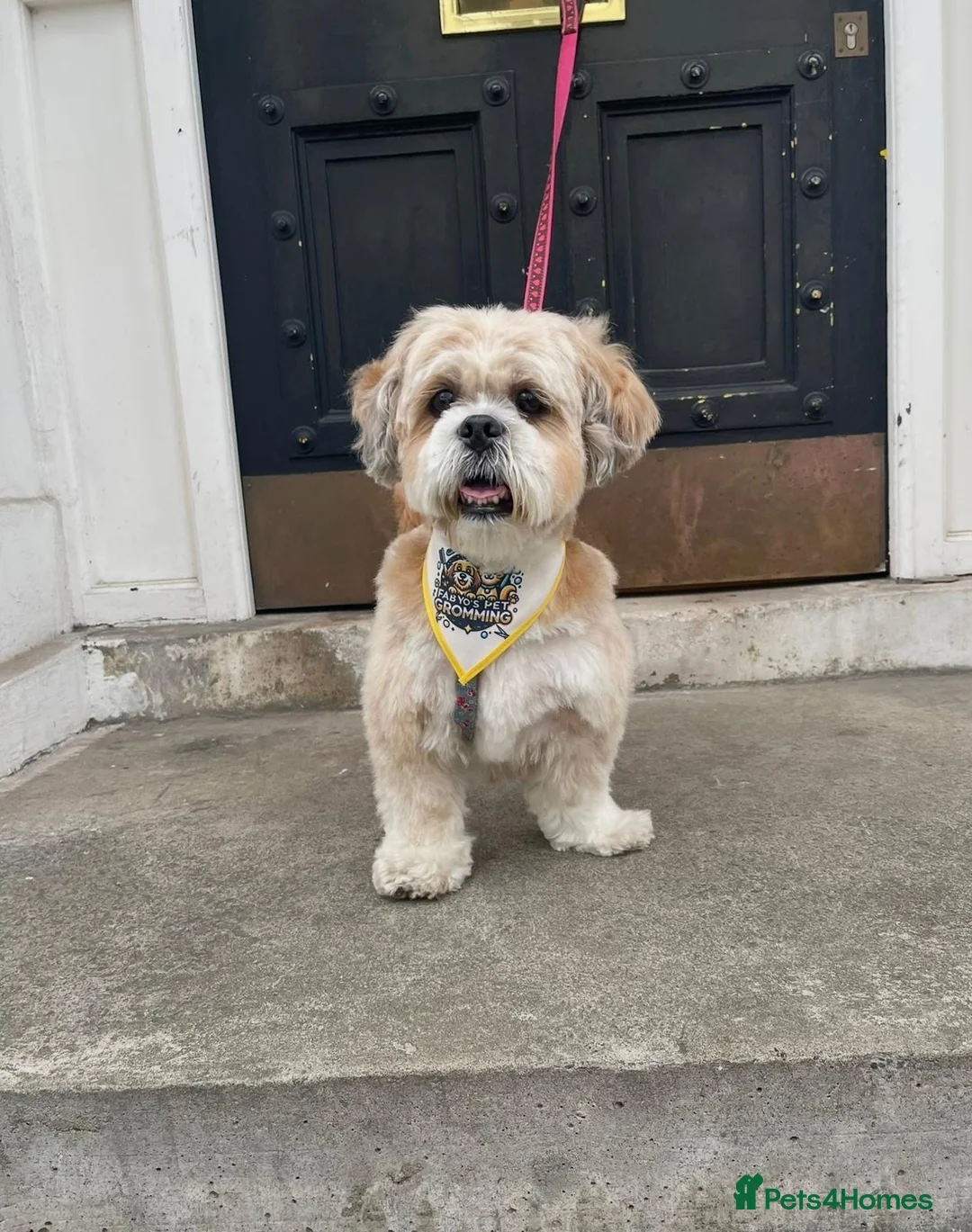 Lhasa Apso dogs for sale: Stormy  in London - Advert 25