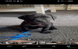 Cane Corso dogs for sale: Cane Corso Pups for Sale  - Image 8