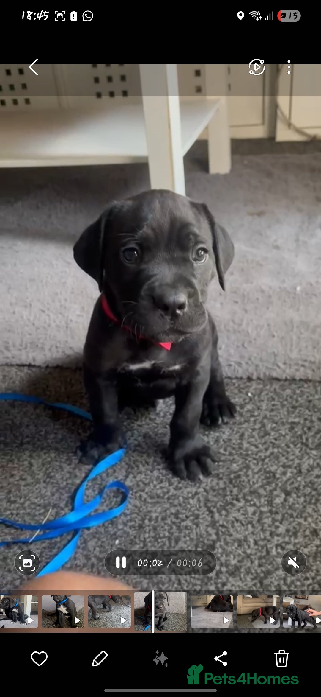 Cane Corso dogs for sale: Cane Corso Pups for Sale  - Image 8