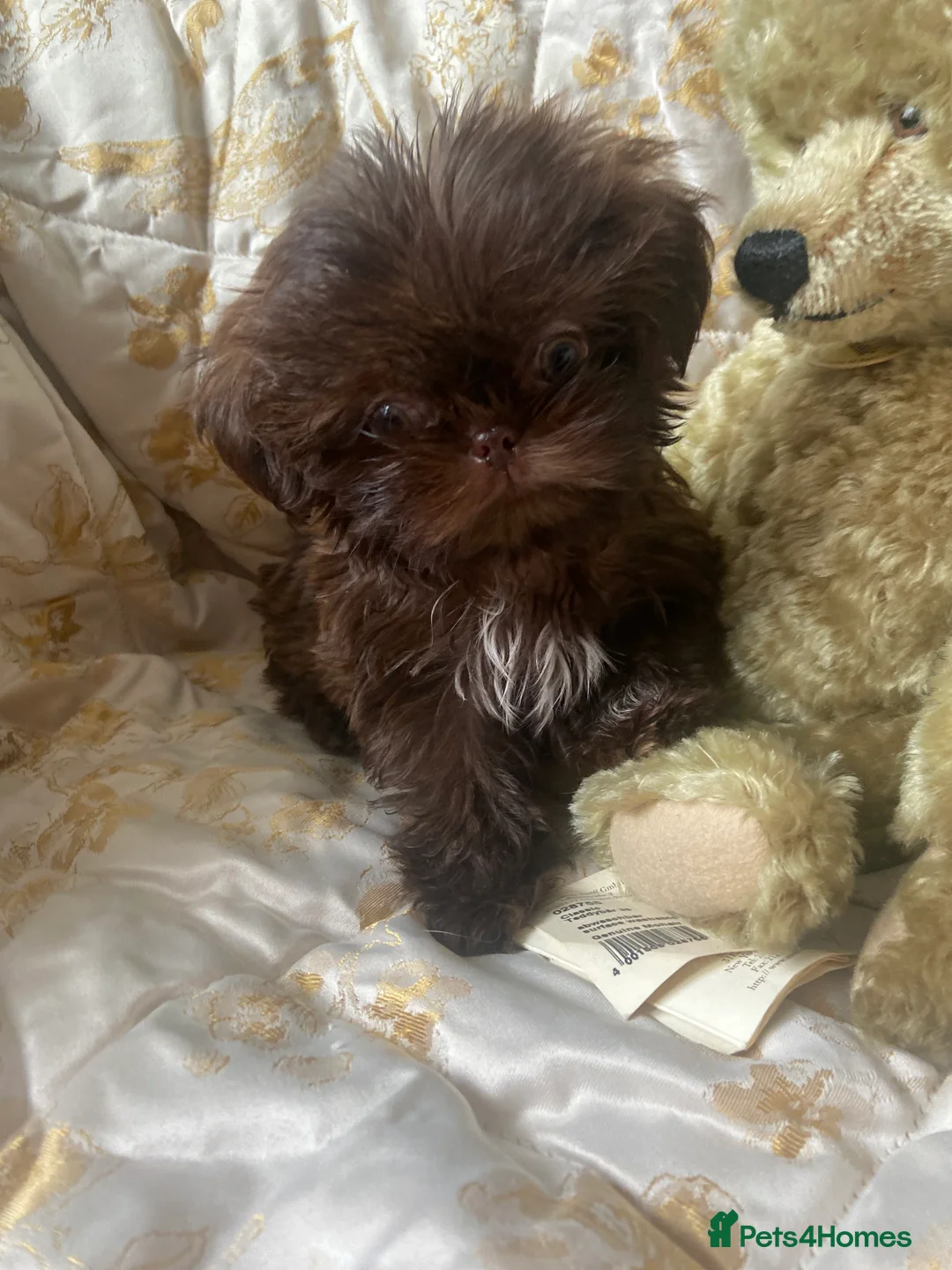 Shih Tzu dogs for sale: Beautiful imperial shihtzu boy pups - Advert 9
