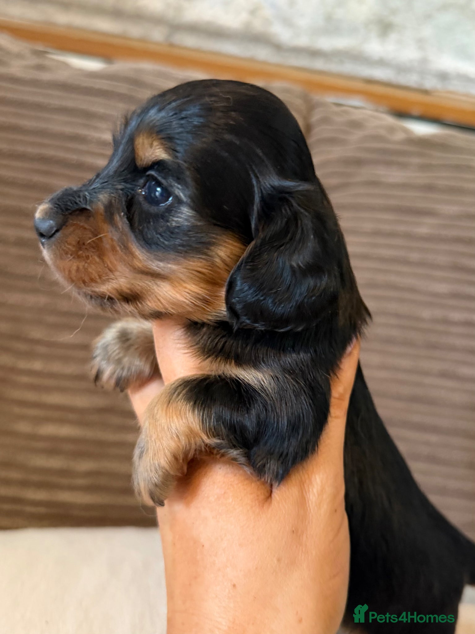 Miniature Dachshund dogs for sale: Miniature longhaired dachshunds  - Advert 12
