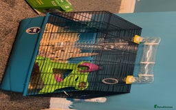 Hamster rodents for sale: Syrian hamster - Image 3