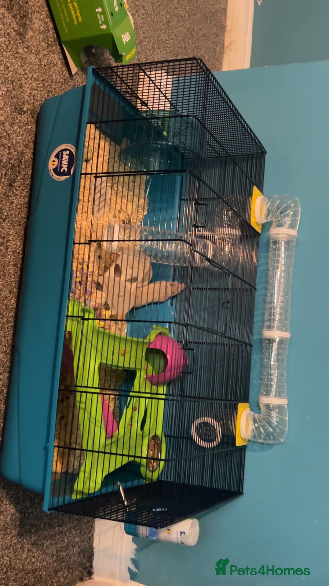 Hamster rodents for sale: Syrian hamster - Image 3