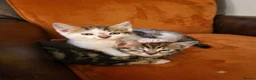 Mixed Breed cats for sale:  Ready to go to their forever homes - Advert 11
