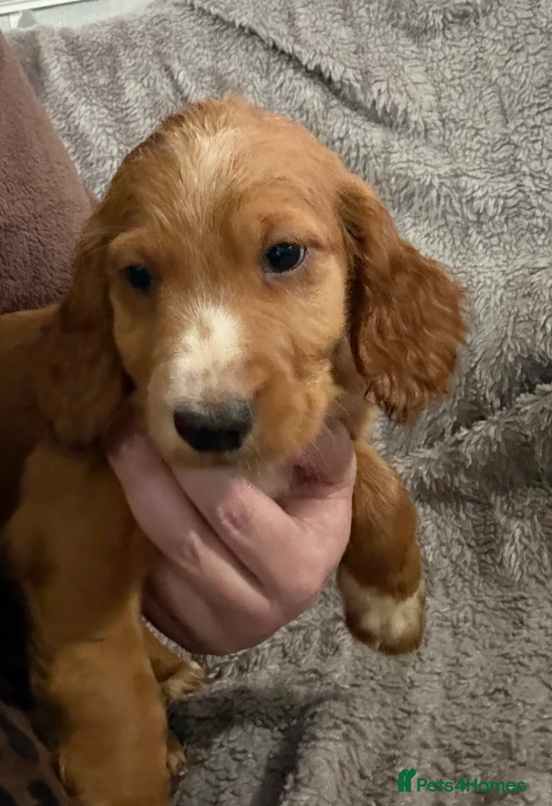 Cocker Spaniel dogs for sale: Working cocker spaniels  - Advert 2