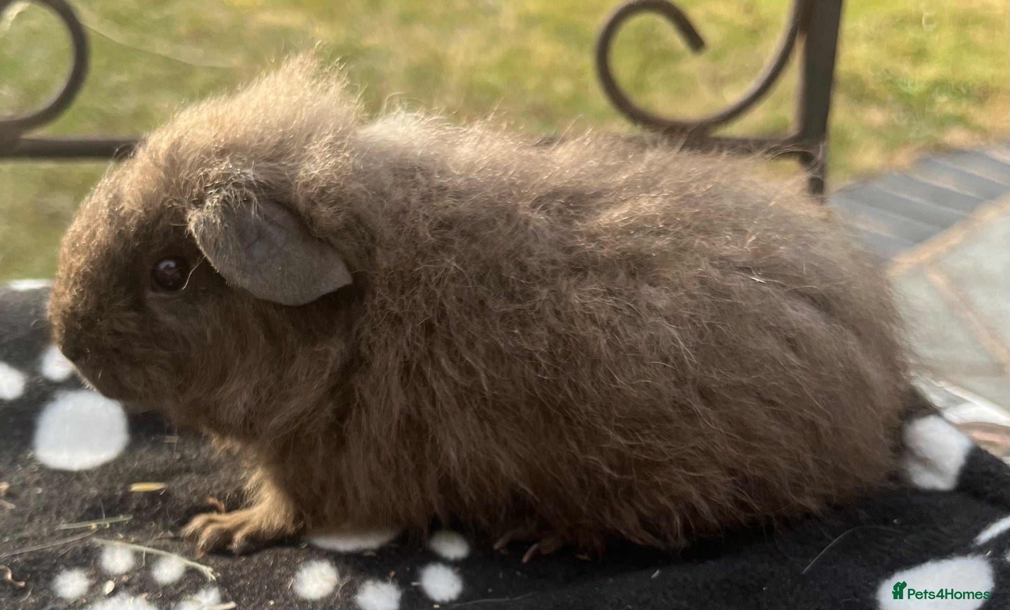 Guinea Pig rodents Guniea pigs. - Advert 3