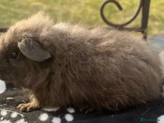 Guinea Pig rodents Guniea pigs. - Advert 6
