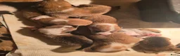 Welsh Corgi Pembroke dogs for sale: Corgi puppies looking for their forever home in Betws-y-Coed - Advert 9