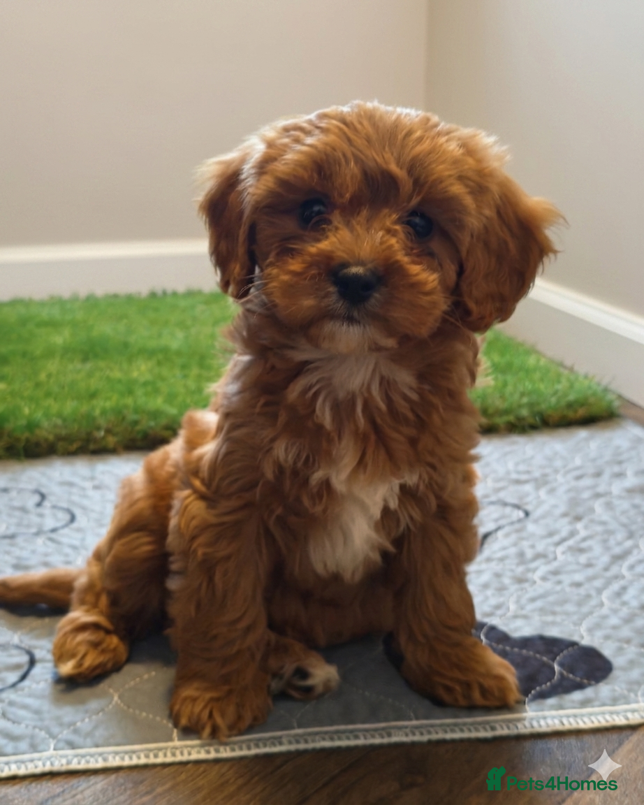 Cavapoo dogs STUNNING F1 CAVAPOO FEMALE FULLY HEALTH TESTED - Advert 2