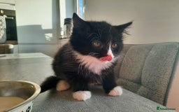 Mixed Breed cats for sale: 3 Gorgeous Kittens - Must be Seen! - Image 4