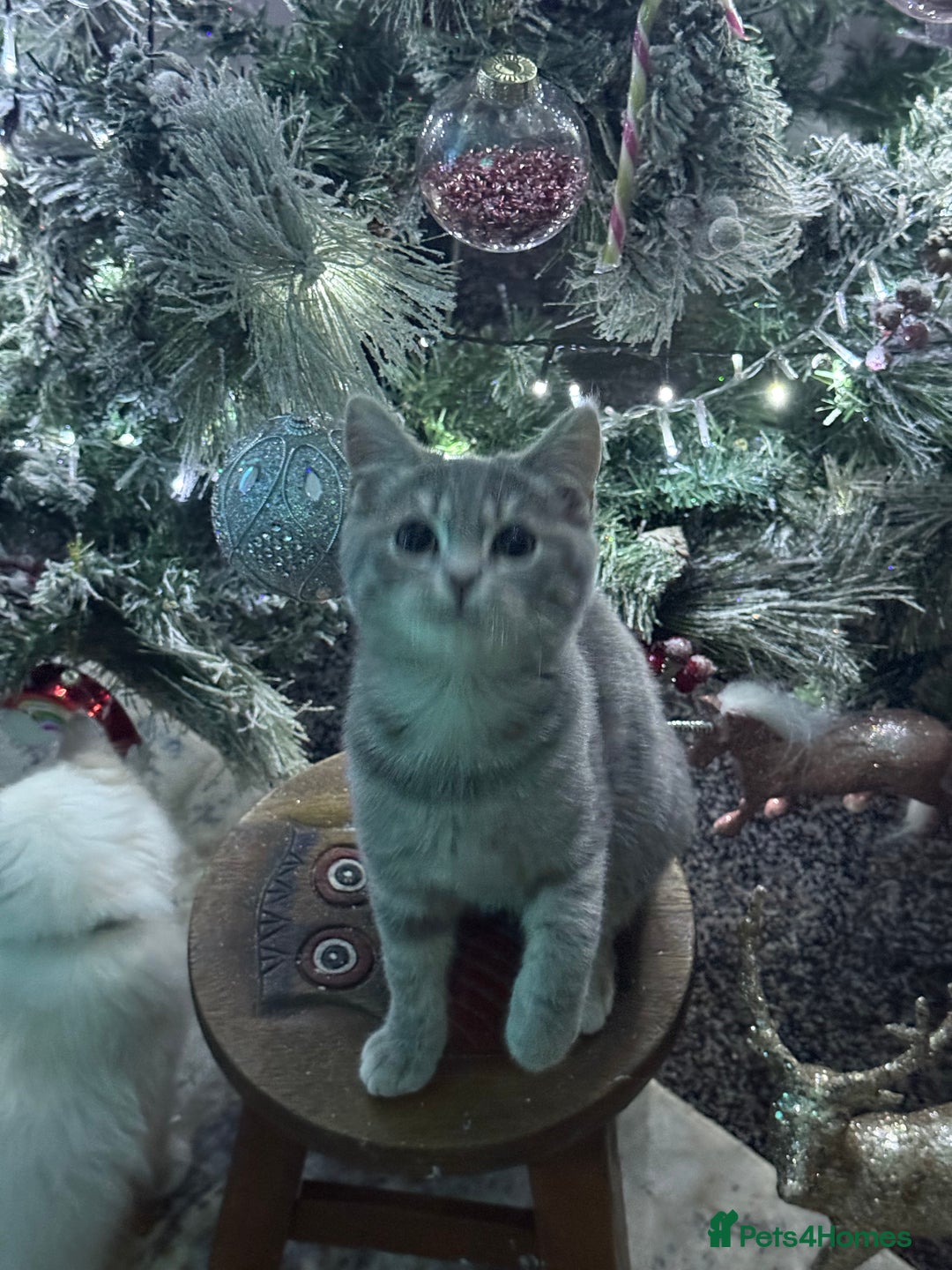 British Shorthair cats for sale: Stunning kittens READY NOW  - Advert 10