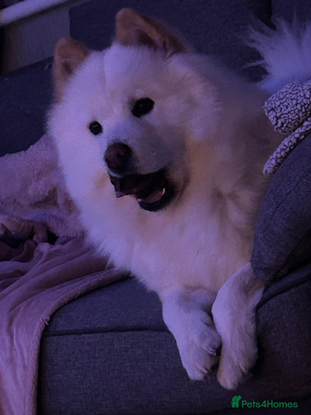 Chow Chow dogs for sale: Marnie Aged 2 - Image 3