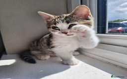 Mixed Breed cats for sale: 6 Beautiful Kittens British Shorthair Calico Cross - Image 18