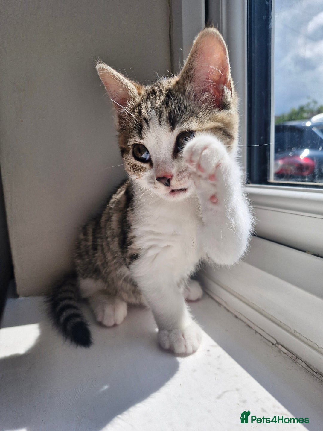 Mixed Breed cats for sale: 6 Beautiful Kittens British Shorthair Calico Cross - Image 18