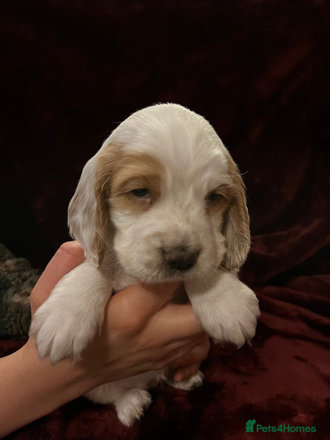 Sprocker dogs for sale: Beautiful Sprocker Spaniel Puppies  - Advert 4