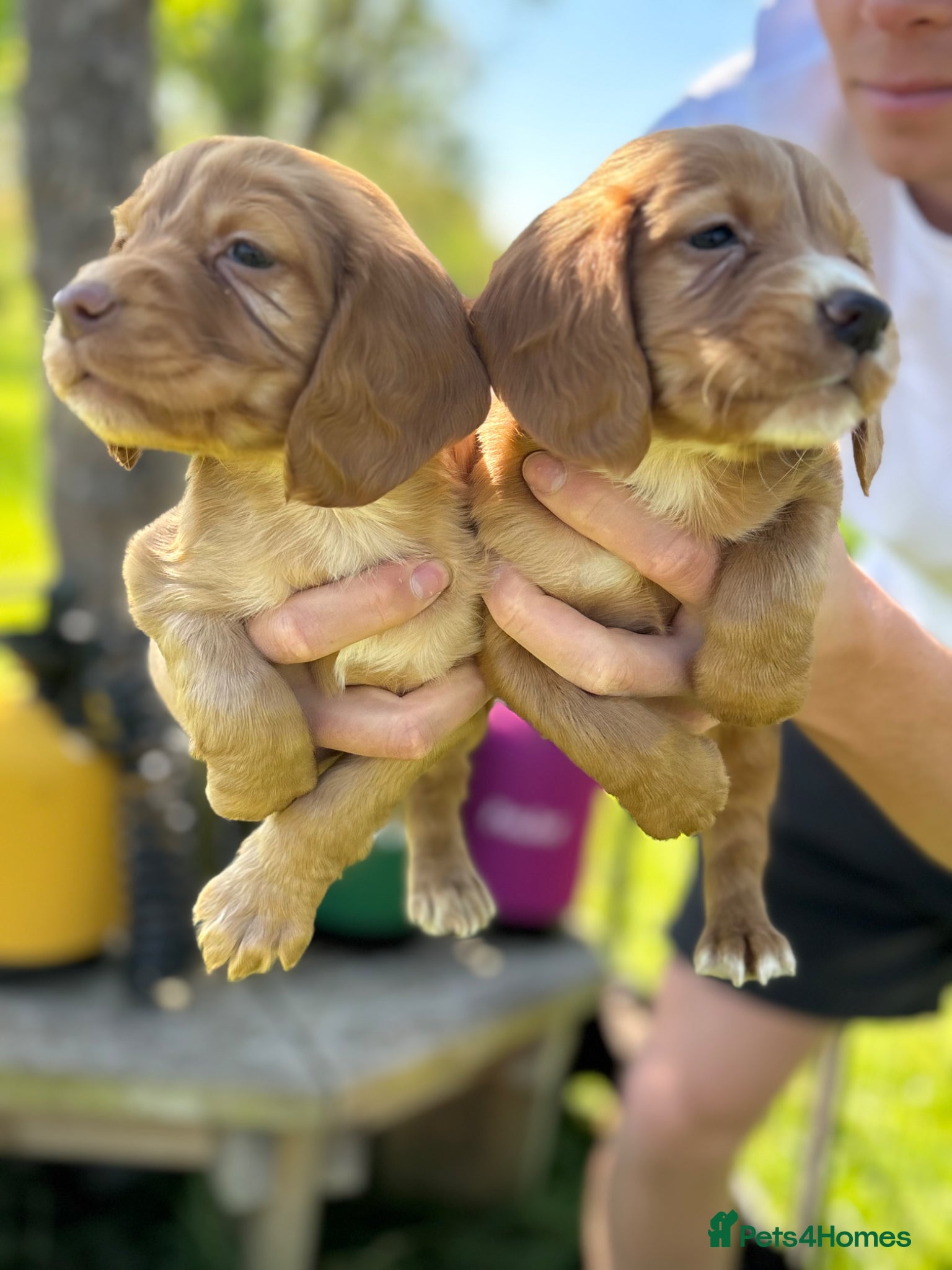 Cocker Spaniel dogs Ready to leave BH weekend  - Advert 2