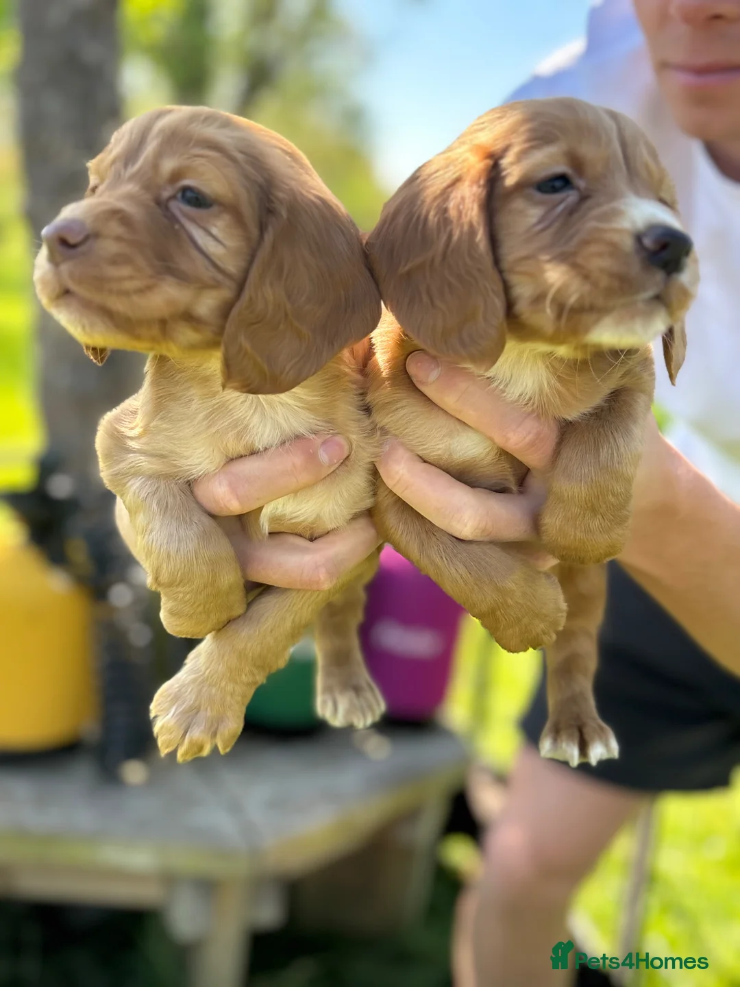 Cocker Spaniel dogs for sale: Ready to leave 2 golden boys  - Advert 2