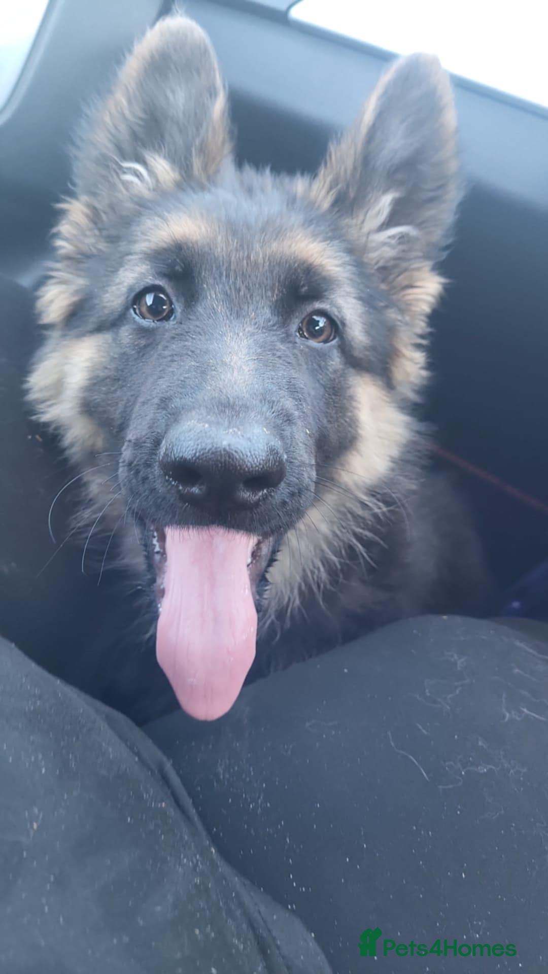 German Shepherd dogs for sale: Gorgeous German Shepard puppy - Advert 5