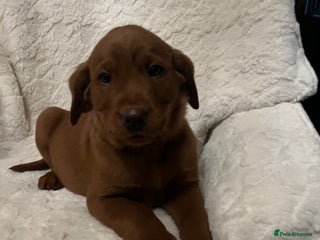 Labrador Retriever dogs KC Registered Fox Red Labrador puppies - Advert 8