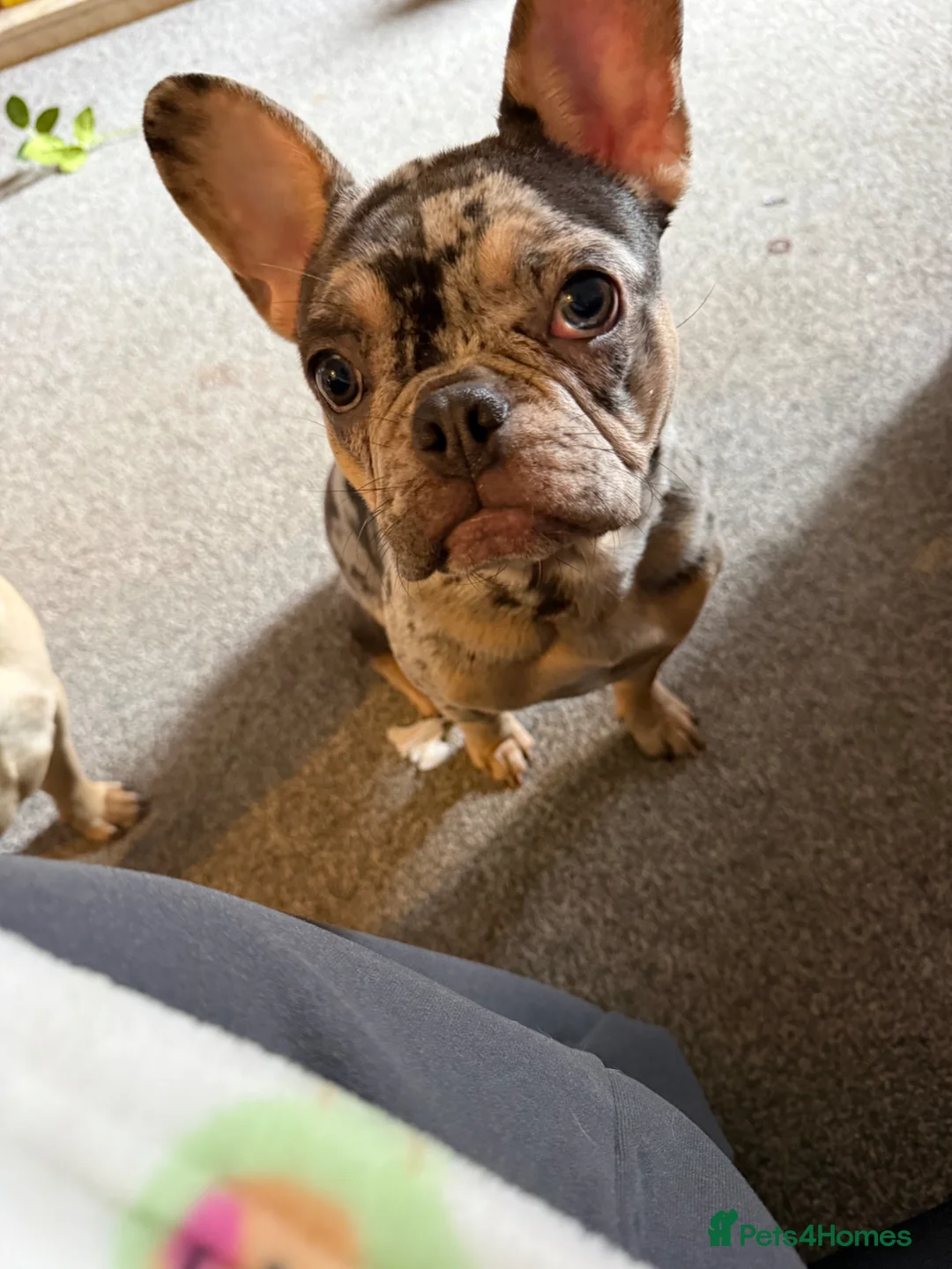 French Bulldog dogs for sale: Merle French bulldog   in Stoke-on-Trent - Advert 10