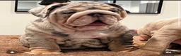 English Bulldog dogs for stud: Gallardo the proven stud full suit lilac and tan in Rochdale - Advert 3