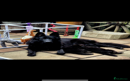 German Shepherd dogs for sale: KC reg health tested German shepherd puppies  - Image 10
