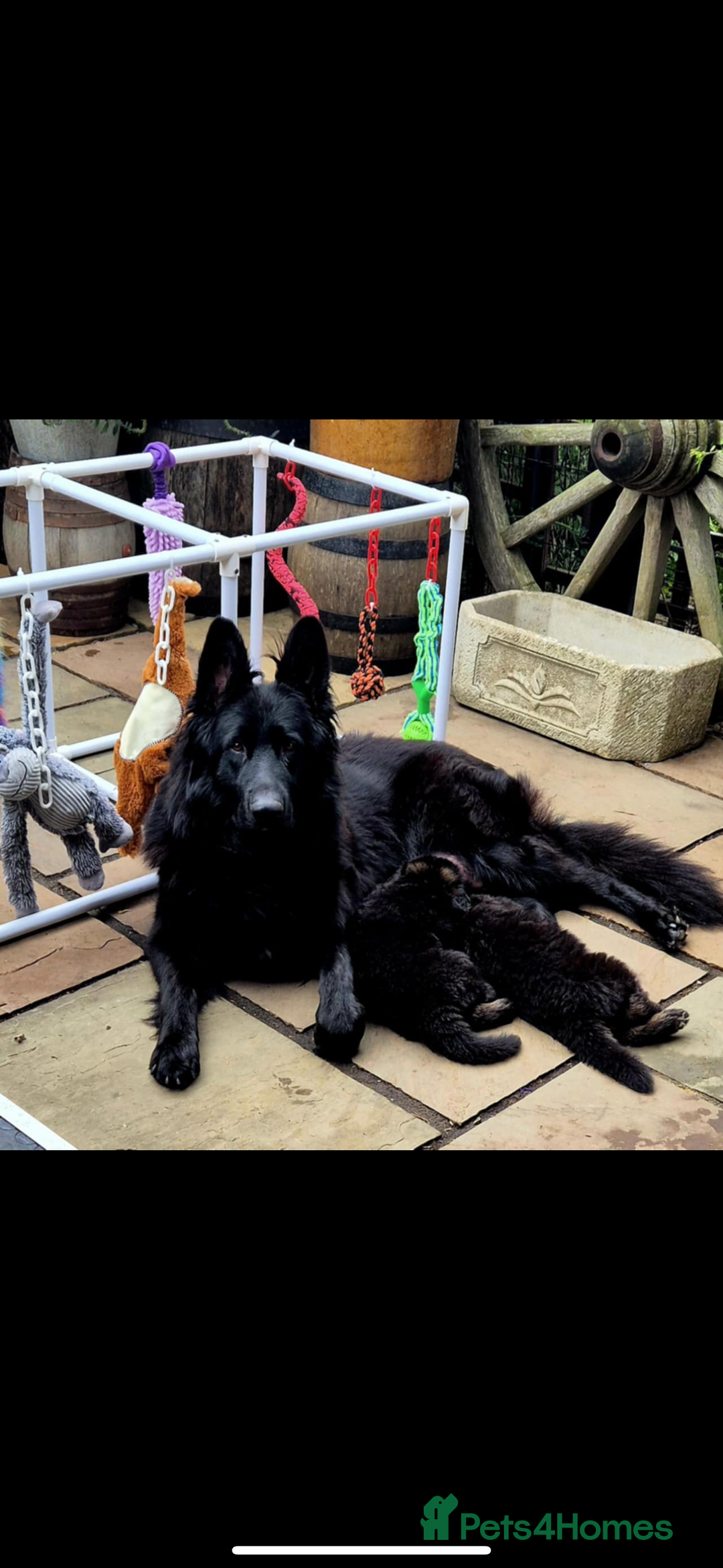 German Shepherd dogs for sale: KC reg health tested German shepherd puppies  - Image 10