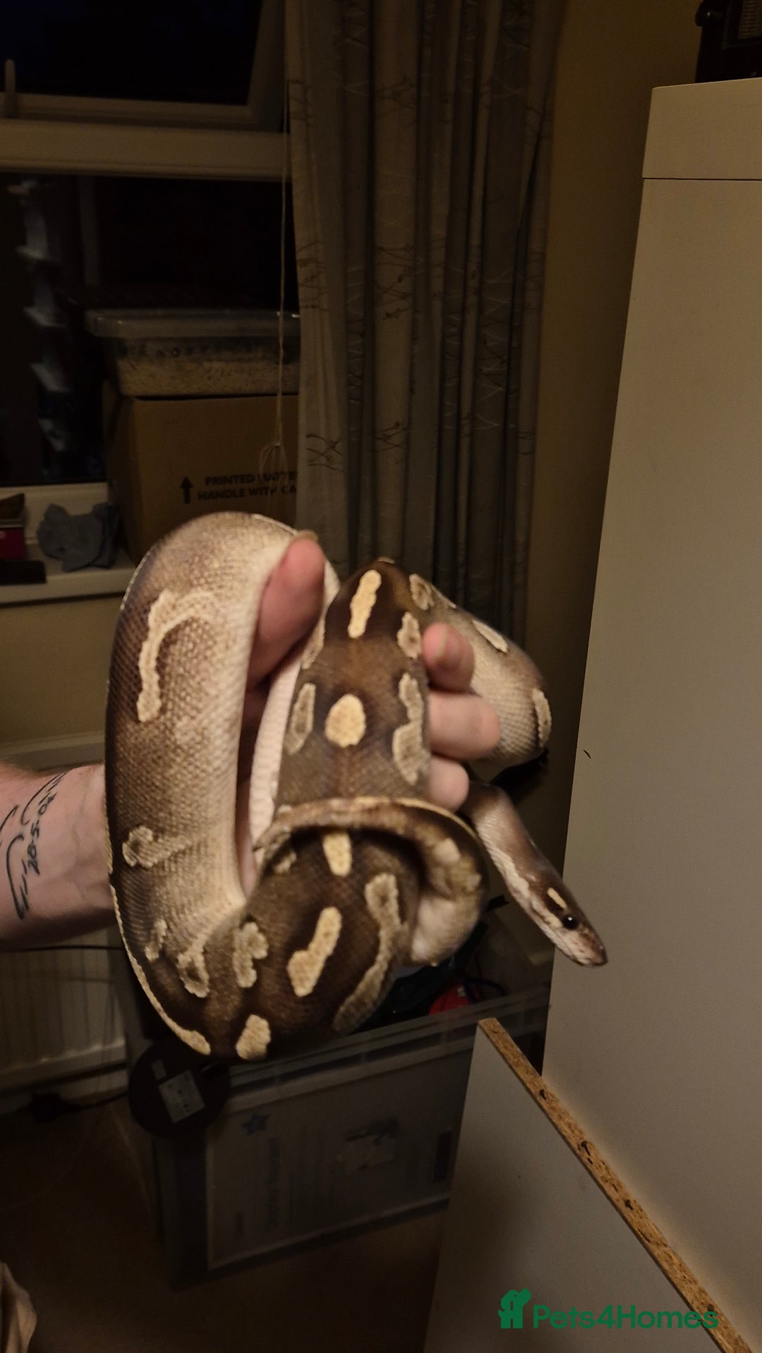 Python Snake reptiles for sale: Cb23 Black Head Mojave Ball python  - Image 4