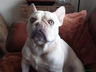 French Bulldog dogs Kc French bulldog Stud - Advert 15