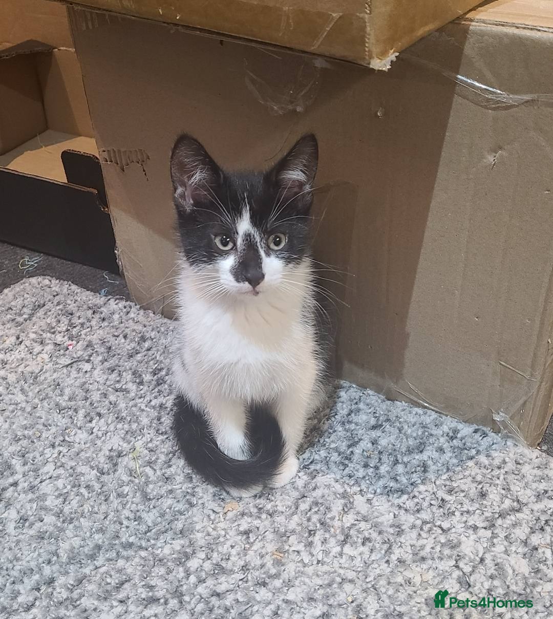 Mixed Breed cats for sale: 5 adorable boy kittens. 12 weeks old. Ready to go. - Advert 8