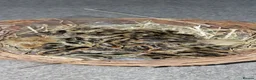 Quail poultry for sale: 🐣 Live Jumbo Coturnix Quail Chicks – Ready Now!  - Advert 6