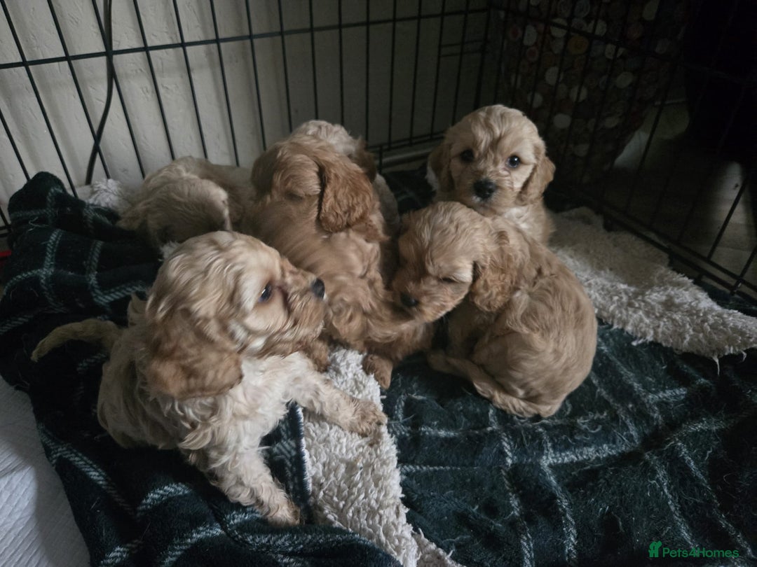 Cockapoo dogs for sale: 6 Gorgeous American cockapoo pups (Yankeedoodle) - Advert 8