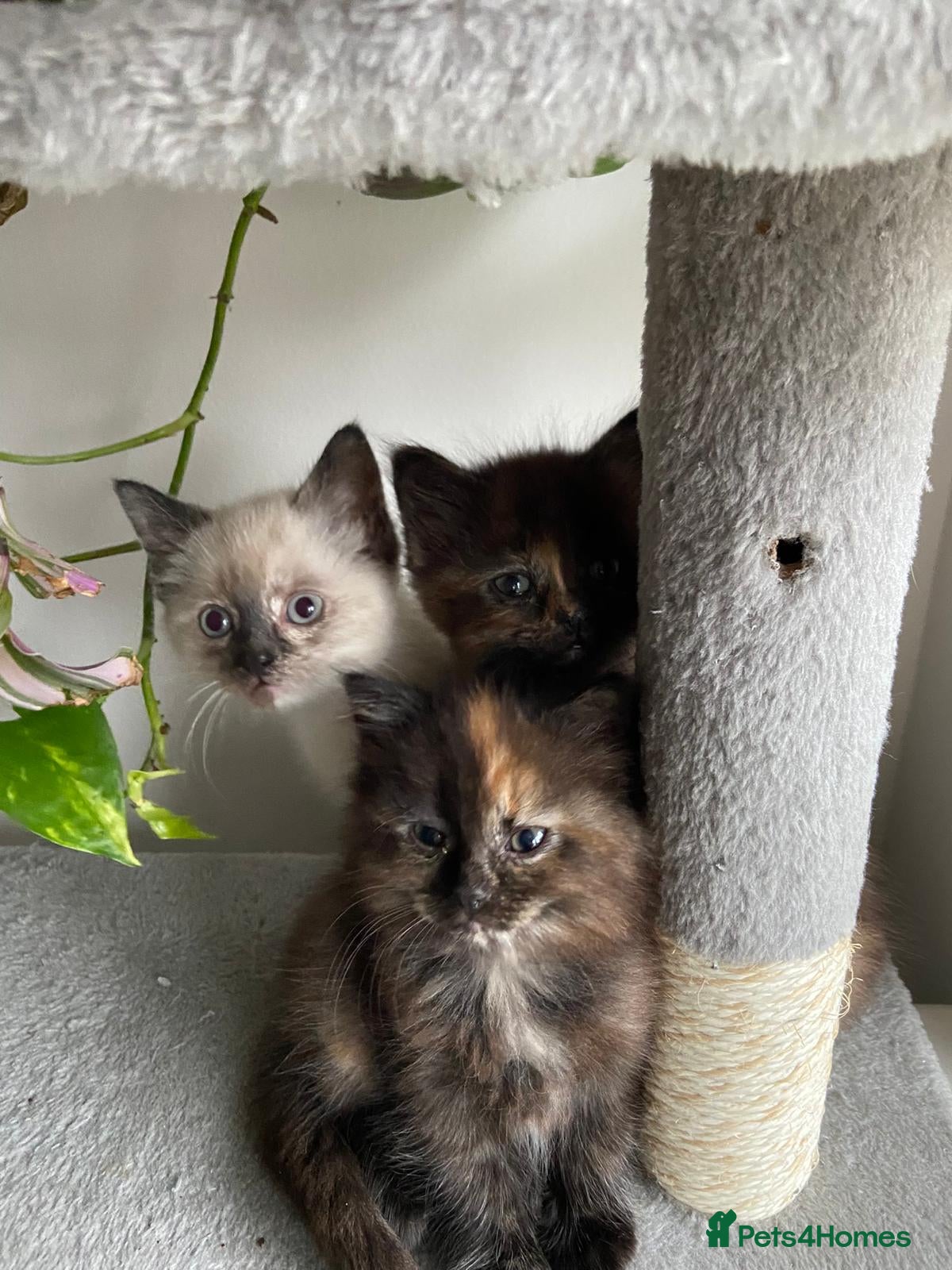Mixed Breed cats Half-Ragdoll Kittens for Sale ❤️ - Advert 1