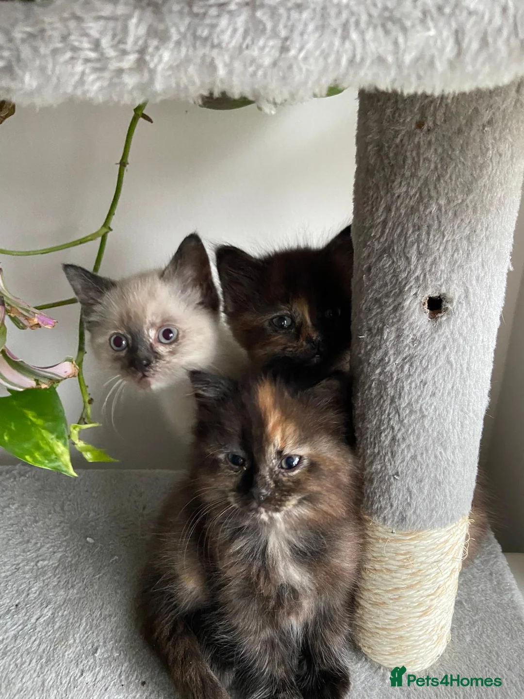 Mixed Breed cats for sale: Half-Ragdoll Kittens for Sale ❤️ - Advert 1