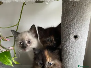 Mixed Breed cats Half-Ragdoll Kittens for Sale ❤️ - Advert 1