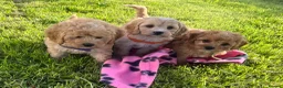 Cavapoochon dogs for sale: Cavapoochon girl puppies  - Advert 9