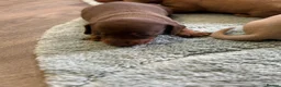 Miniature Dachshund dogs for sale: Miniature Dachshund puppies stunning  in Luton - Advert 9